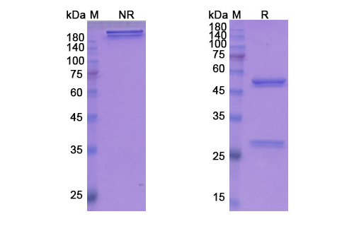 SDS-PAGE for Fezakinumab Biosimilar - Anti-IL22 mAb