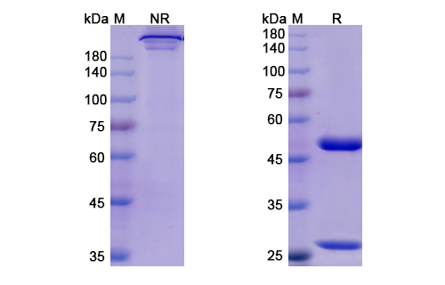 SDS-PAGE for Risankizumab Biosimilar - Anti-IL23A mAb