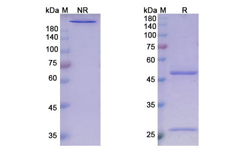 SDS-PAGE for Guselkumab Biosimilar - Anti-IL23A mAb