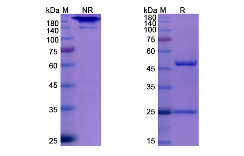 SDS-PAGE for Elotuzumab Biosimilar - Anti-SLAMF7, CD319 mAb