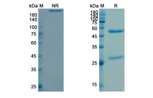 SDS-PAGE for Durvalumab Biosimilar - Anti-PD-L1 mAb