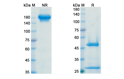 SDS-PAGE for Adebrelimab Biosimilar - Anti-PDL1 mAb