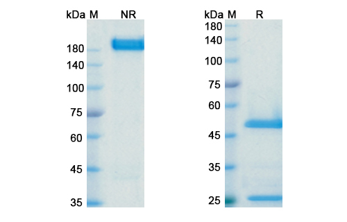 SDS-PAGE for BMS-936559/MDX-1105 Biosimilar - Anti-B7-H1 mAb
