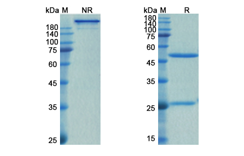 SDS-PAGE for Spesolimab Biosimilar - Anti-IL36RN mAb
