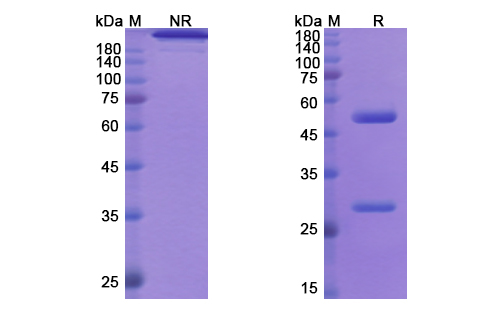 SDS-PAGE for Imsidolimab Biosimilar - Anti-IL36R mAb