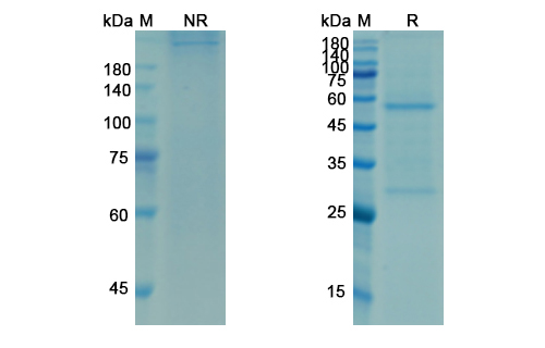 SDS-PAGE for Omalizumab Biosimilar - Anti-IGHE mAb