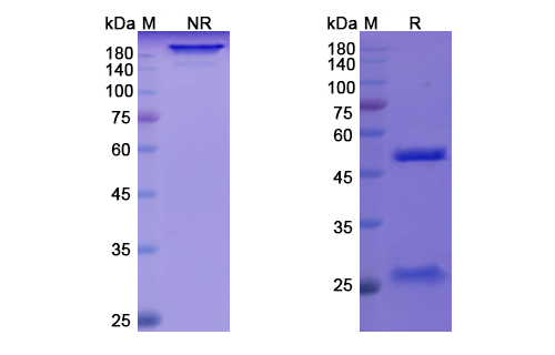 SDS-PAGE for Quilizumab Biosimilar - Anti-IGHE mAb