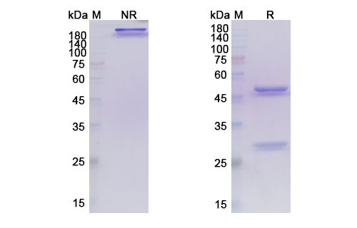 SDS-PAGE for Tepoditamab Biosimilar - Anti-CD3E, CLEC12A mAb