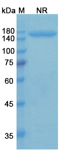 SDS-PAGE for Talquetamab Biosimilar - Anti-CD3E, GPRC5D mAb