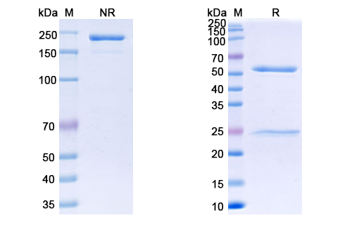 SDS-PAGE for Anti-SARS-CoV-2 RBD Neutralizing Antibody (S2K146)