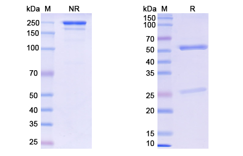 SDS-PAGE for Anti-SARS-CoV-2 RBD Neutralizing Antibody (S2X259)