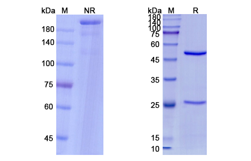 SDS-PAGE for Nirsevimab Biosimilar - Anti-RSV mAb