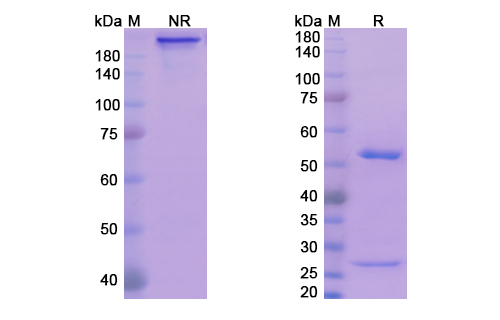 SDS-PAGE for Exbivirumab Biosimilar - Anti-HBV/HBsAg mAb