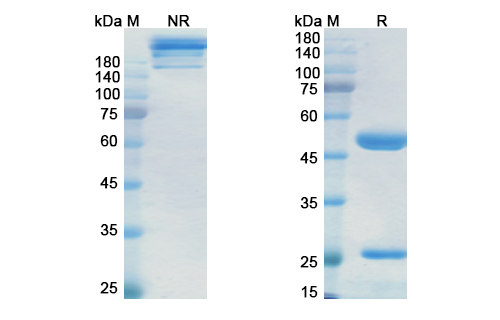 SDS-PAGE for Miromavimab Biosimilar - Anti-Rabies Virus Strain ERA GP Ectodomain Epitope G-II mAb