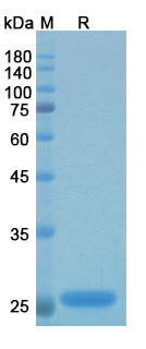 SDS-PAGE for Efungumab Biosimilar - Anti-HSP91 homolog mAb