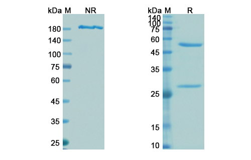 SDS-PAGE for Tefibazumab Biosimilar - Anti-Fibrin-binding surface epitope clumping factor A mAb
