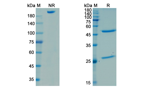 SDS-PAGE for Omodenbamab Biosimilar - Anti-SpA mAb