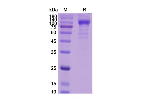 Human Erbb2 Recombinant Protein - Order At Proteogenix