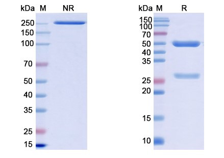 SDS PAGE for Monkeypox virus/MPXV H3L Antibody (SAA0282)