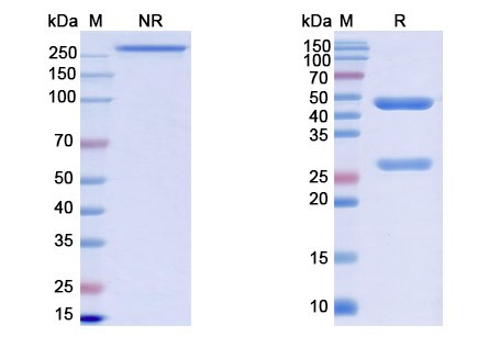 SDS-PAGE for Monkeypox virus/MPXV M1R Monoclonal Antibody SAA0284