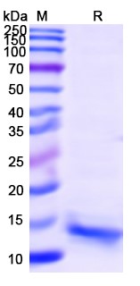 SDS-PAGE for IL15, C-His, recombinant protein
