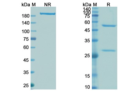 SDS-PAGE for Lexatumumab Biosimilar – Anti-TNFRSF10B, CD262 mAb