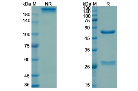 SDS-PAGE for Drozitumab Biosimilar – Anti-TNFRSF10B, TRAILR2, CD262 mAb