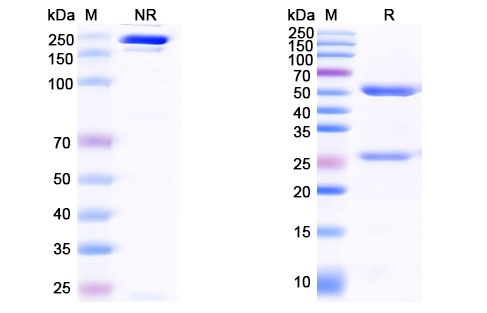 SDS-PAGE for Ontuxizumab Biosimilar – Anti-CD248 mAb