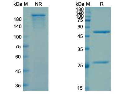 SDS-PAGE for Cudarolimab Biosimilar – Anti-TNFRSF4 mAb
