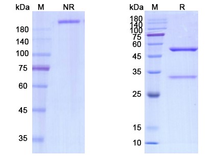 SDS-PAGE for Revdofilimab Biosimilar – Anti-TNFRSF4 mAb