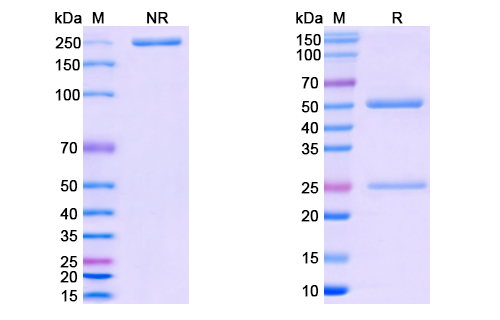 SDS-PAGE for Anti-CoV-RBD (A2) antibody
