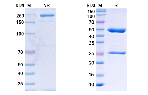 SDS-PAGE for Anti-CoV-S2 domain (D7) antibody
