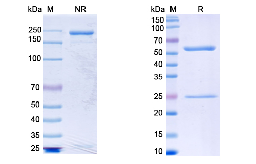 SDS-PAGE for Anti-CoV-S2 domain (F8) antibody