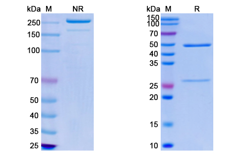SDS-PAGE for Monkeypox virus/MPXV A35R Monoclonal Antibody SAA0287
