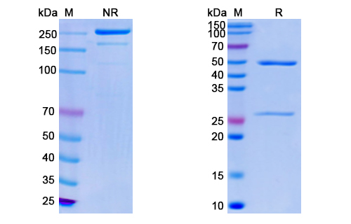 SDS-PAGE for Monkeypox virus/MPXV E8L Monoclonal Antibody SAA0285