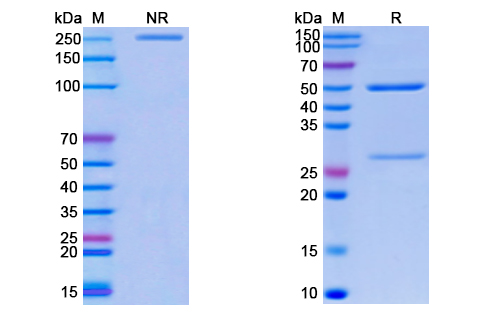 SDS-PAGE for Monkeypox virus/MPXV M1R SAA0283 Monoclonal Antibody SAA0283