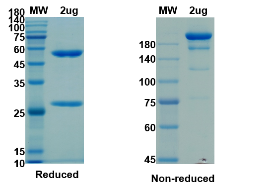 SDS-PAGE for Anti-2019-nCoV(S1) - 2 (H4) antibody