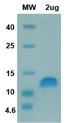 SDS-PAGE for CoV-S [819-919] Recombinant proteins