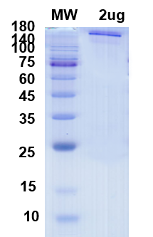 SDS-PAGE for SARS-CoV-2 Spike full length, G614 Recombinant proteins