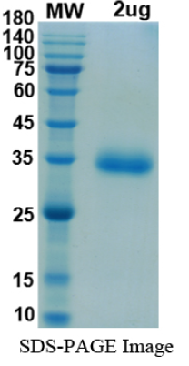 SDS-PAGE for SARS-CoV-2 RBD of Spike protein, K417T, E484K, N501Y – lineage B.1.1.28.1 - BR Gamma Variant