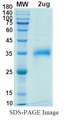 SDS-PAGE for SARS-CoV-2 RBD of Spike protein, E484Q, L452R – lineage B.1.617 – Indian Kappa Variant