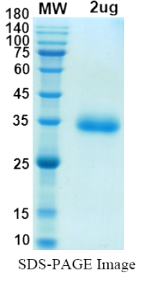 SDS-PAGE for SARS-CoV-2 RBD of Spike protein, L452Q, F490S– lineage C.37 – Peru Lambda Variant