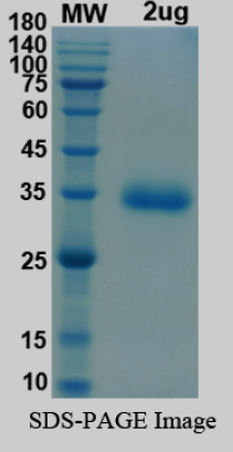 SDS-PAGE for SARS-CoV-2 RBD of Spike protein, R346K, E484K, N501Y, D614G, P681H– lineage B.1.621 – Colombia Mu Variant