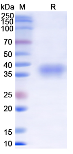 SDS-PAGE for SARS-CoV-2 RBD of Spike protein–BA.2 lineage B.1.1.529.2 – Omicron Variant