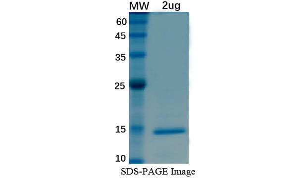 SDS-PAGE For Cow SAA3 Recombinant Protein