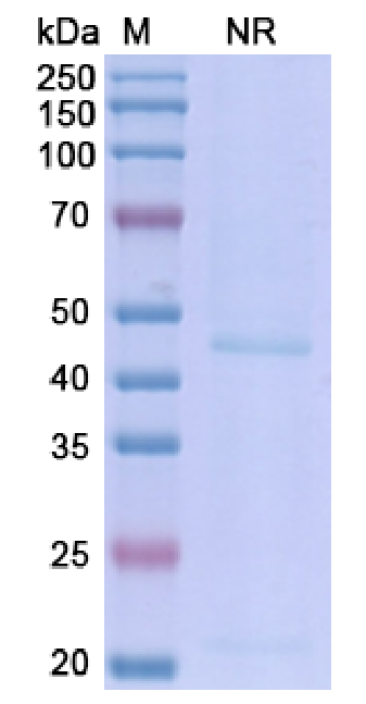 SDS-PAGE for Ranibizumab Biosimilar - Anti-VEGF mAb