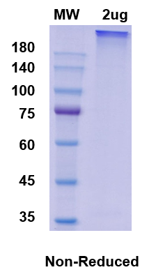 SDS-PAGE for Romilkimab Biosimilar - Anti-IL13, IL4 mAb