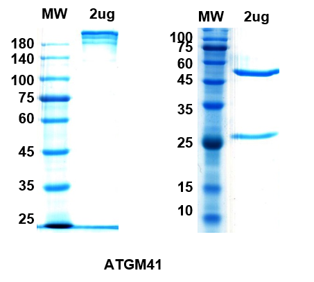SDS-PAGE for Siltuximab Biosimilar - Anti-IL6 mAb