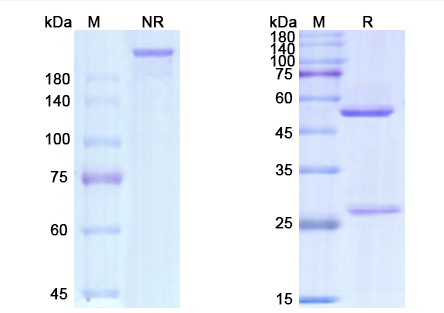 SDS-PAGE for Gemtuzumab Biosimilar - Anti-CD33 mAb