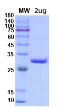 SDS-PAGE for Pexelizumab Biosimilar - Anti-C5 mAb